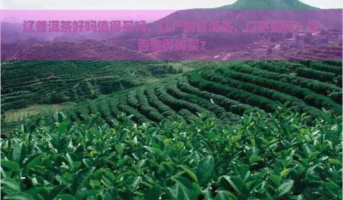 辽普洱茶好吗值得买吗，辽产的普洱茶，口感如何？是否值得购买？