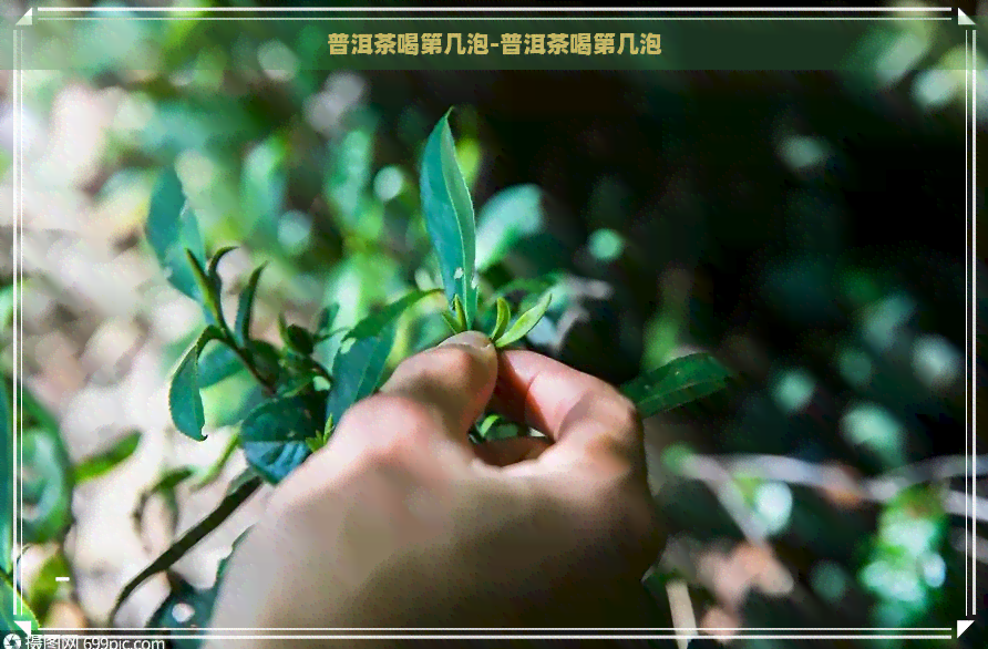 普洱茶喝第几泡-普洱茶喝第几泡