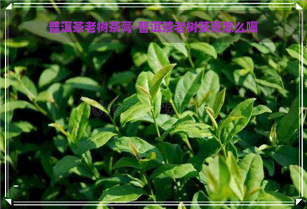 普洱茶老树茶膏-普洱茶老树茶膏怎么喝