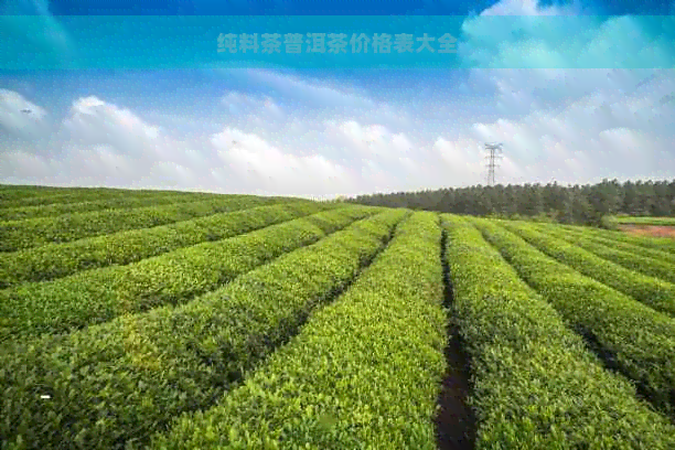 纯料茶普洱茶价格表大全