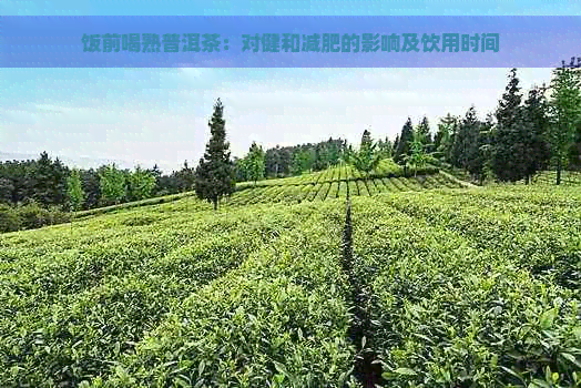 饭前喝熟普洱茶：对健和减肥的影响及饮用时间