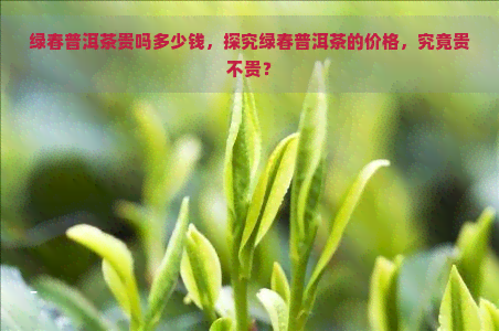 绿春普洱茶贵吗多少钱，探究绿春普洱茶的价格，究竟贵不贵？