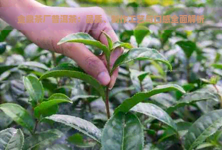 金鼎茶厂普洱茶：品质、制作工艺与口感全面解析