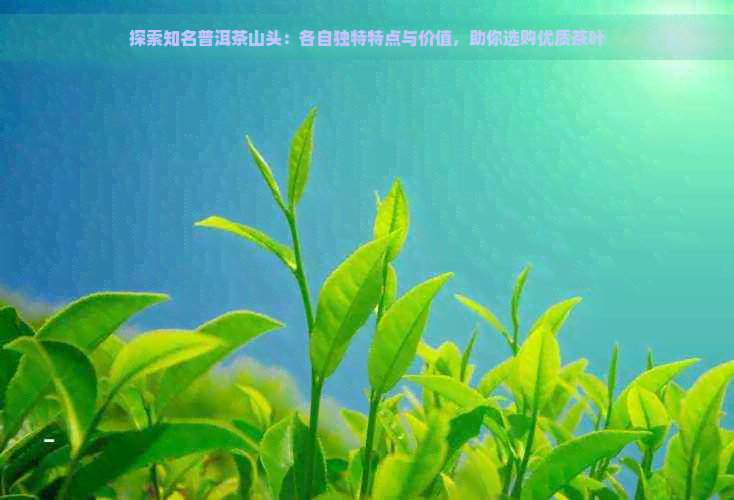 探索知名普洱茶山头：各自独特特点与价值，助你选购优质茶叶