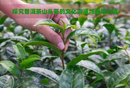 探究普洱茶山头茶的文化内涵与品质价值