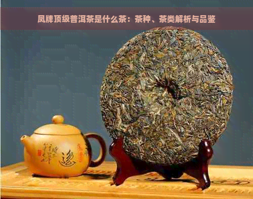 凤牌顶级普洱茶是什么茶：茶种、茶类解析与品鉴