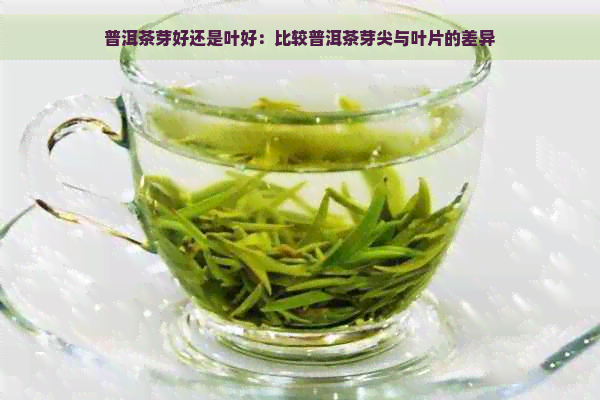 普洱茶芽好还是叶好：比较普洱茶芽尖与叶片的差异