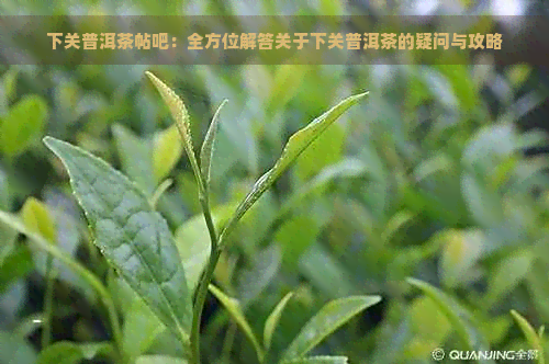 下关普洱茶帖吧：全方位解答关于下关普洱茶的疑问与攻略