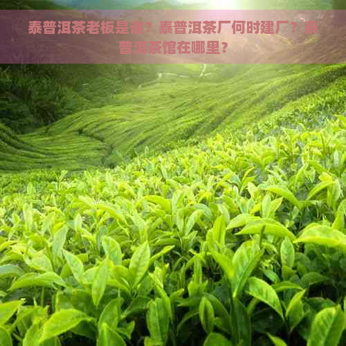 泰普洱茶老板是谁？泰普洱茶厂何时建厂？泰普洱茶馆在哪里？