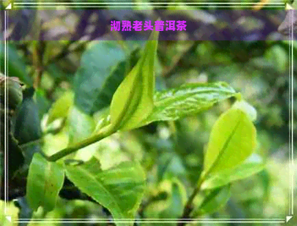 沏熟老头普洱茶