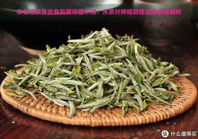 泰普洱茶及企业发展详细介绍：从茶叶种植到建设的全程解析