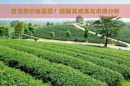 普洱茶价格高昂？揭秘其成本与市场分析