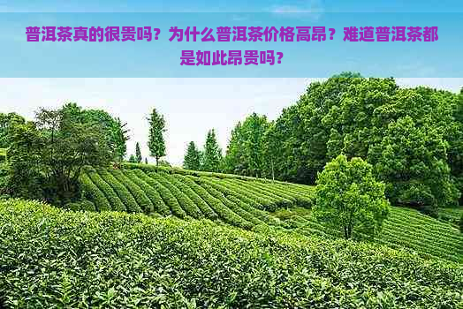 普洱茶真的很贵吗？为什么普洱茶价格高昂？难道普洱茶都是如此昂贵吗？