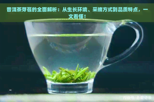 普洱茶芽苞的全面解析：从生长环境、采摘方式到品质特点，一文看懂！