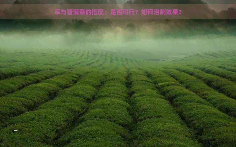 草与普洱茶的搭配：是否可行？如何泡制效果？