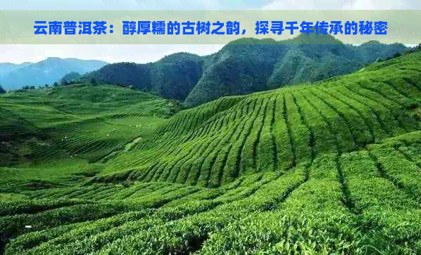 云南普洱茶：醇厚糯的古树之韵，探寻千年传承的秘密