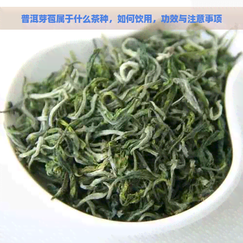 普洱芽苞属于什么茶种，如何饮用，功效与注意事项