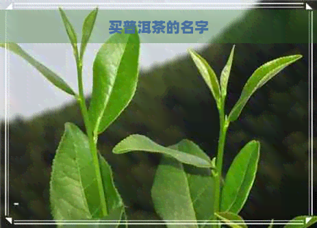 买普洱茶的名字