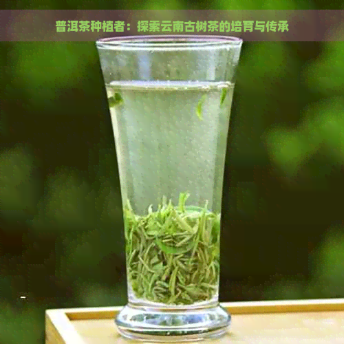 普洱茶种植者：探索云南古树茶的培育与传承