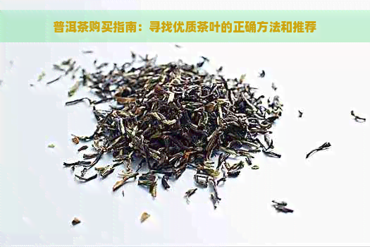 普洱茶购买指南：寻找优质茶叶的正确方法和推荐