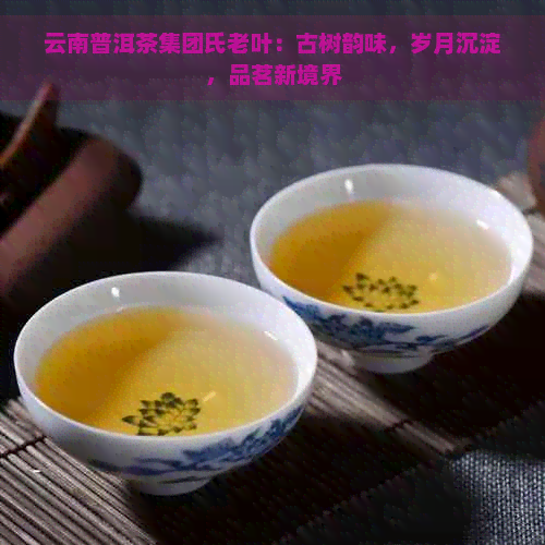 云南普洱茶集团氏老叶：古树韵味，岁月沉淀，品茗新境界