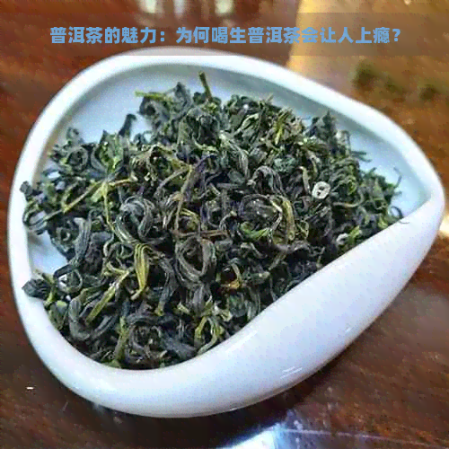 普洱茶的魅力：为何喝生普洱茶会让人上瘾？