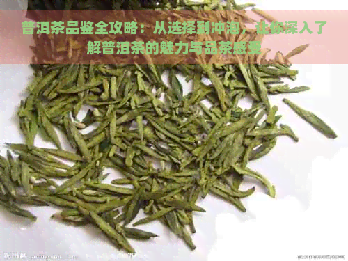 普洱茶品鉴全攻略：从选择到冲泡，让你深入了解普洱茶的魅力与品茶感受