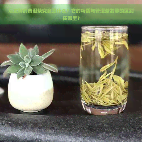 后发酵的普洱茶究竟是什么？它的特质与普洱茶发酵的区别在哪里？