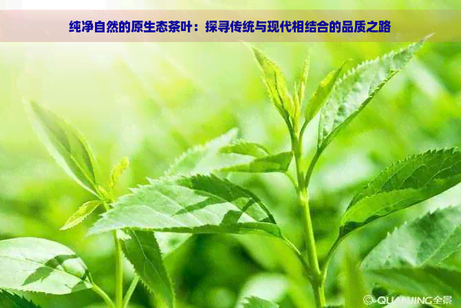 纯净自然的原生态茶叶：探寻传统与现代相结合的品质之路