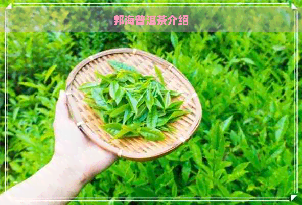 邦海普洱茶介绍