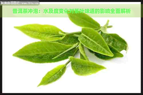 普洱茶冲泡：水及度变化对茶叶味道的影响全面解析