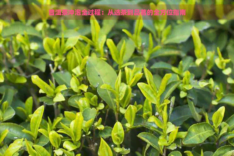 普洱茶冲泡全过程：从选茶到品茗的全方位指南