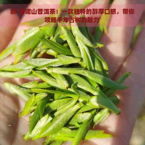 新 '基诺山普洱茶：一款独特的醇厚口感，带你领略千年古树的魅力'