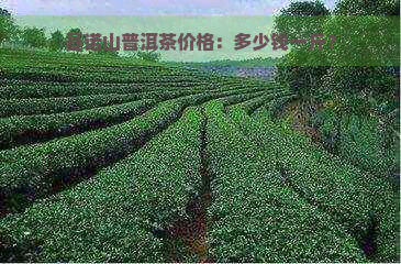 基诺山普洱茶价格：多少钱一斤？