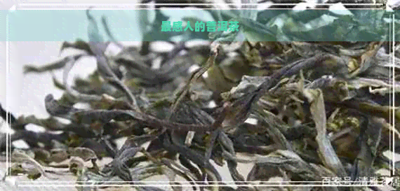 最感人的普洱茶