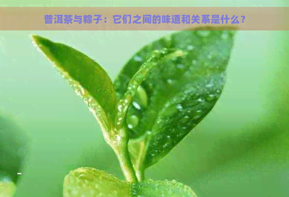 普洱茶与粽子：它们之间的味道和关系是什么？