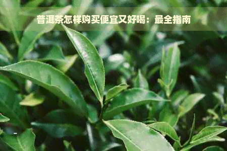 普洱茶怎样购买便宜又好喝：最全指南