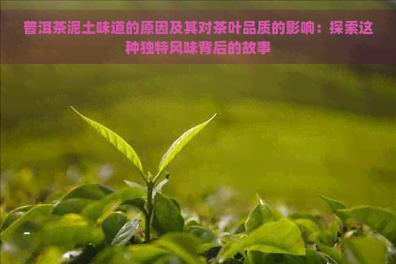 普洱茶泥土味道的原因及其对茶叶品质的影响：探索这种独特风味背后的故事