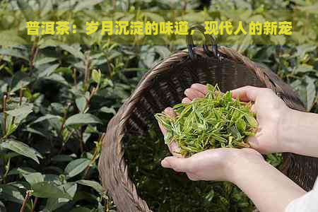 普洱茶：岁月沉淀的味道，现代人的新宠