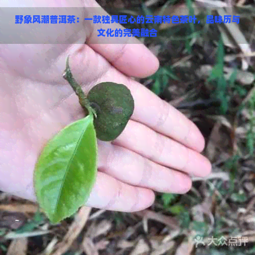 野象风潮普洱茶：一款独具匠心的云南特色茶叶，品味历与文化的完美融合