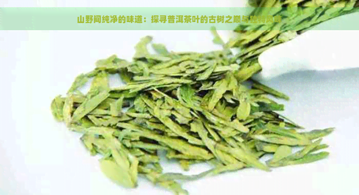 山野间纯净的味道：探寻普洱茶叶的古树之巅与独特风味