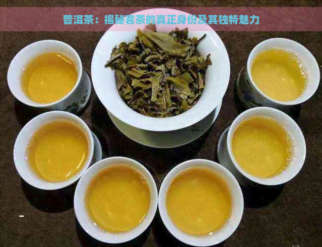 普洱茶：揭秘茗茶的真正身份及其独特魅力