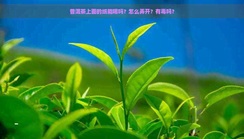 普洱茶上面的纸能喝吗？怎么弄开？有吗？