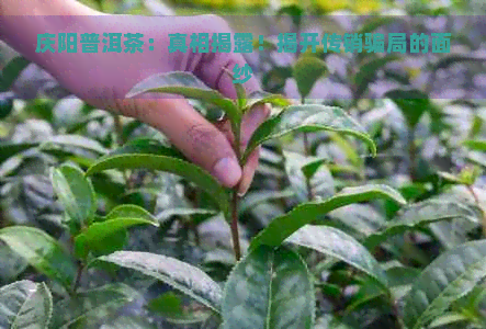 庆阳普洱茶：真相揭露！揭开传销骗局的面纱