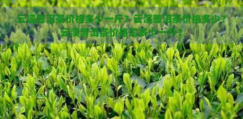 云溪普洱茶价格多少一斤？云溪普洱茶价格多少？云溪普洱茶价格是多少一斤？