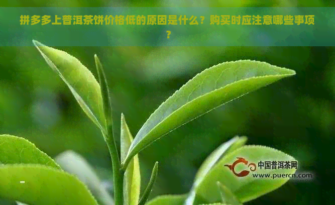 拼多多上普洱茶饼价格低的原因是什么？购买时应注意哪些事项？