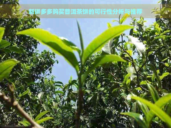 新拼多多购买普洱茶饼的可行性分析与推荐