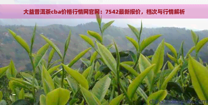 大益普洱茶cba价格行情网官网：7542最新报价，档次与行情解析