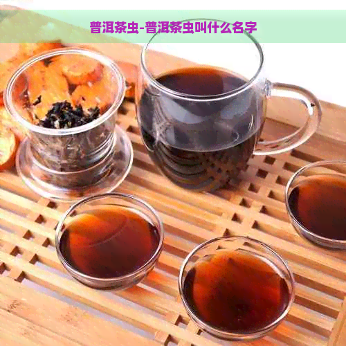 普洱茶虫-普洱茶虫叫什么名字