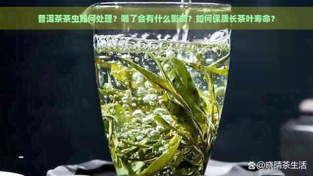 普洱茶茶虫如何处理？喝了会有什么影响？如何保质长茶叶寿命？